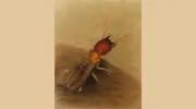 Rocket Pest & Termite
