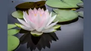 Active Healing