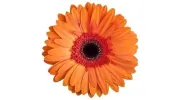 Narooma Massage 4u