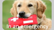 Northside Emergency Veterinary Service