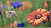 Home Solution Counselling