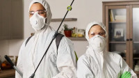 General Pest Control - Gold Coast