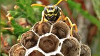 Wasp Treatment